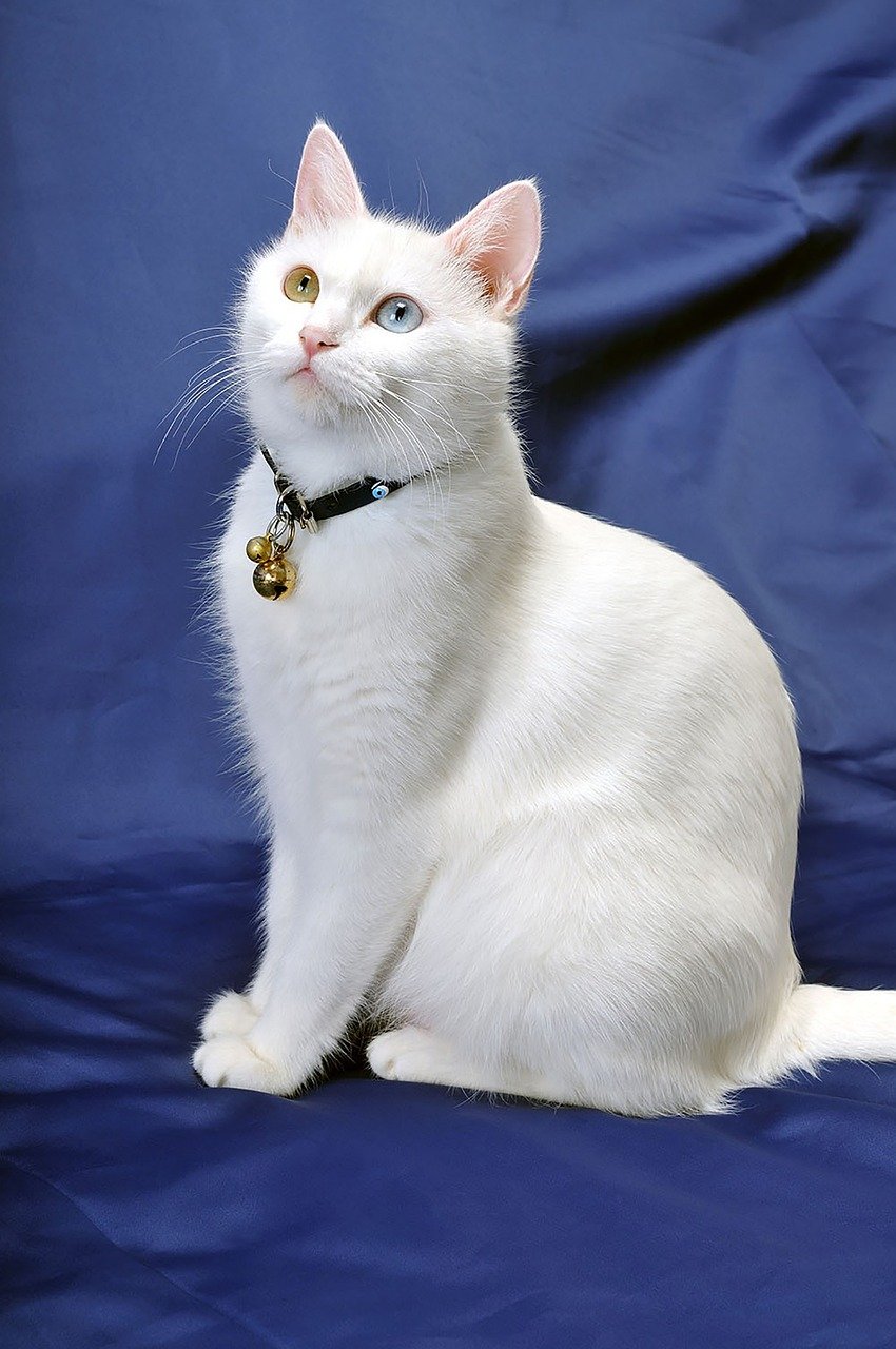 Turkish Van: The Discerning Swimmer (image credits: pixabay)