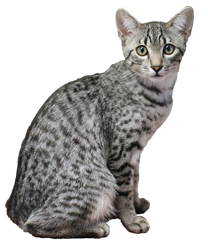 Egyptian Mau: The Watchful Guardian (image credits: wikimedia)