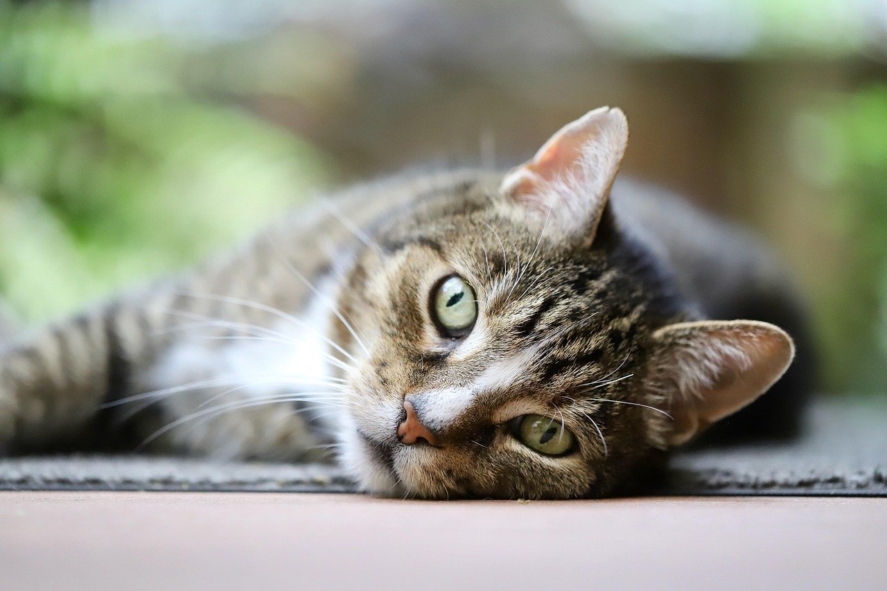 Oriental Shorthair: The Inquisitive Introvert (image credits: pixabay)