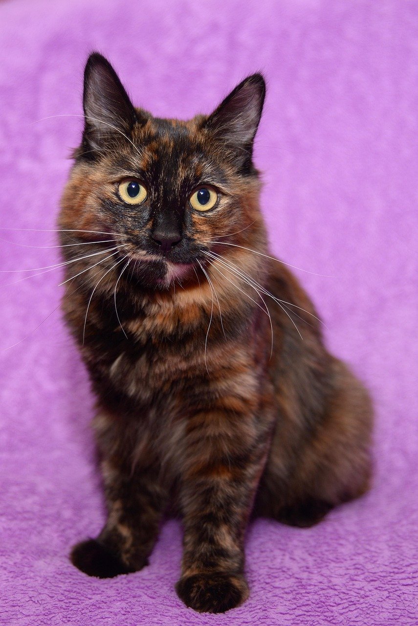 Japanese Bobtail: The Reserved Charmer (image credits: pixabay)