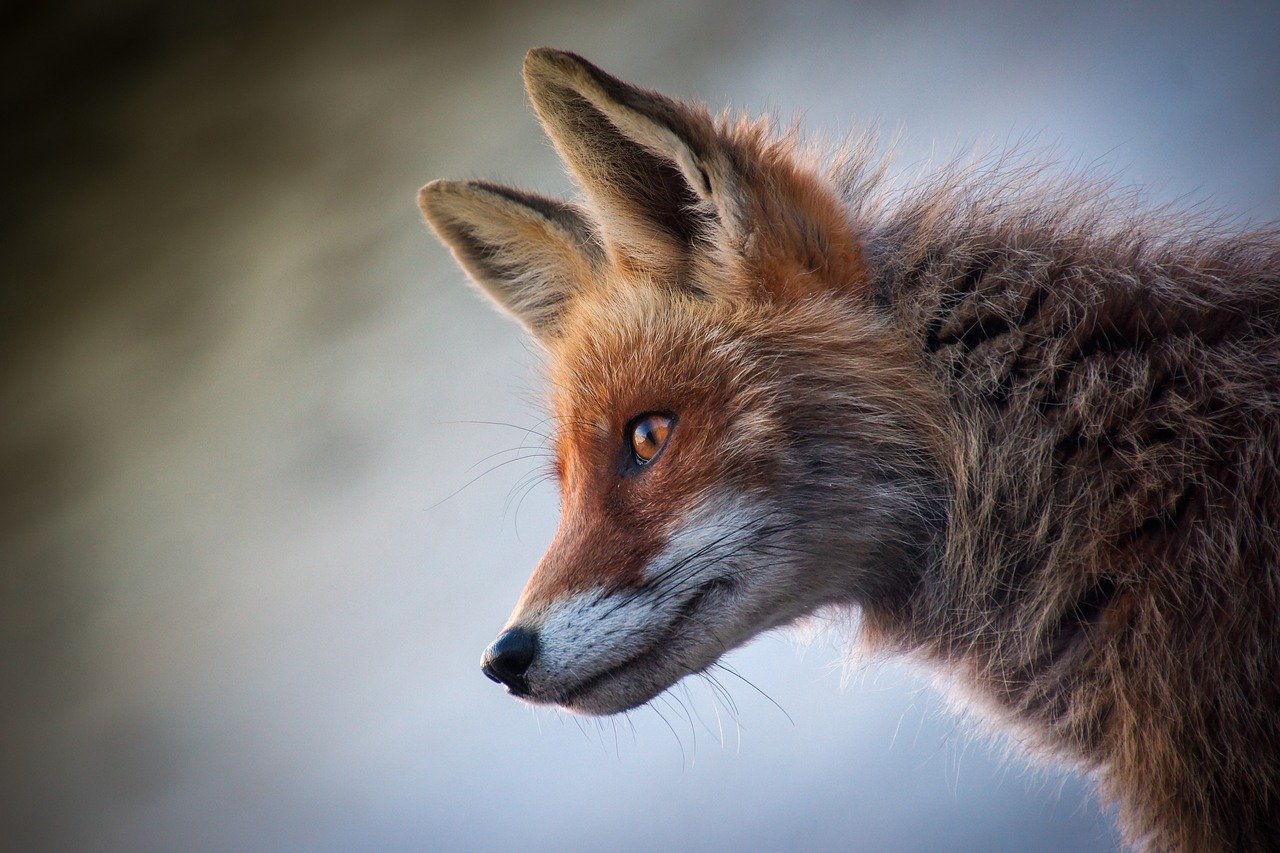 Somali: The Watchful Adventurer (image credits: pixabay)