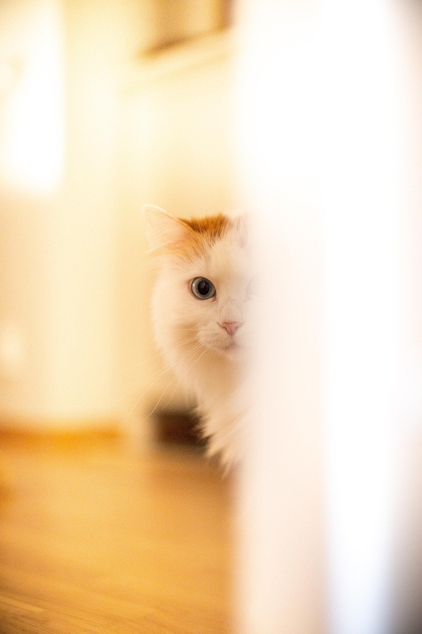 Turkish Angora: The Gentle Traditionalist (image credits: pixabay)