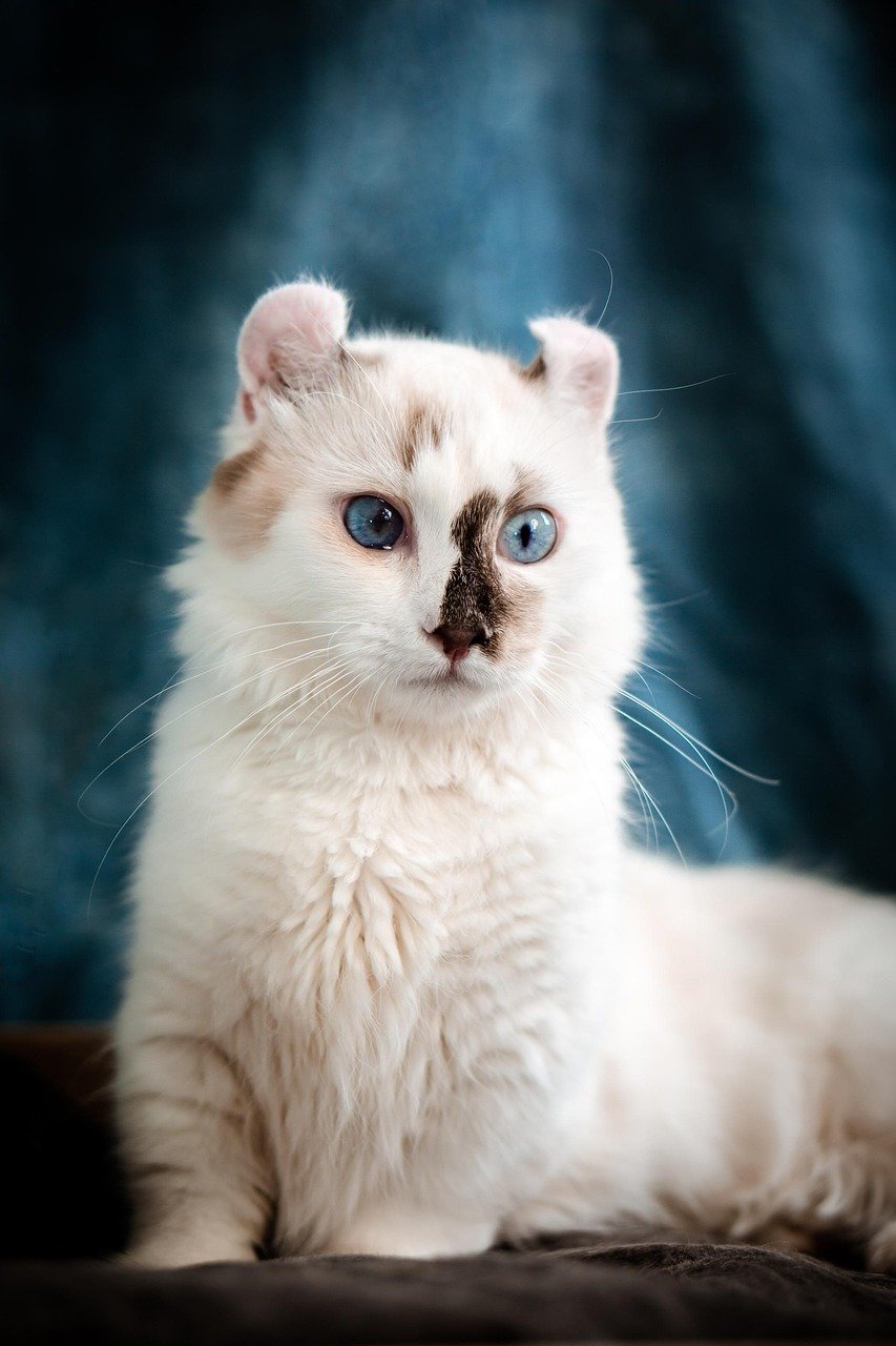 American Curl: The Thoughtful Observer (image credits: pixabay)