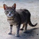 10 Cat Breeds That Trust With Time — Not Treats