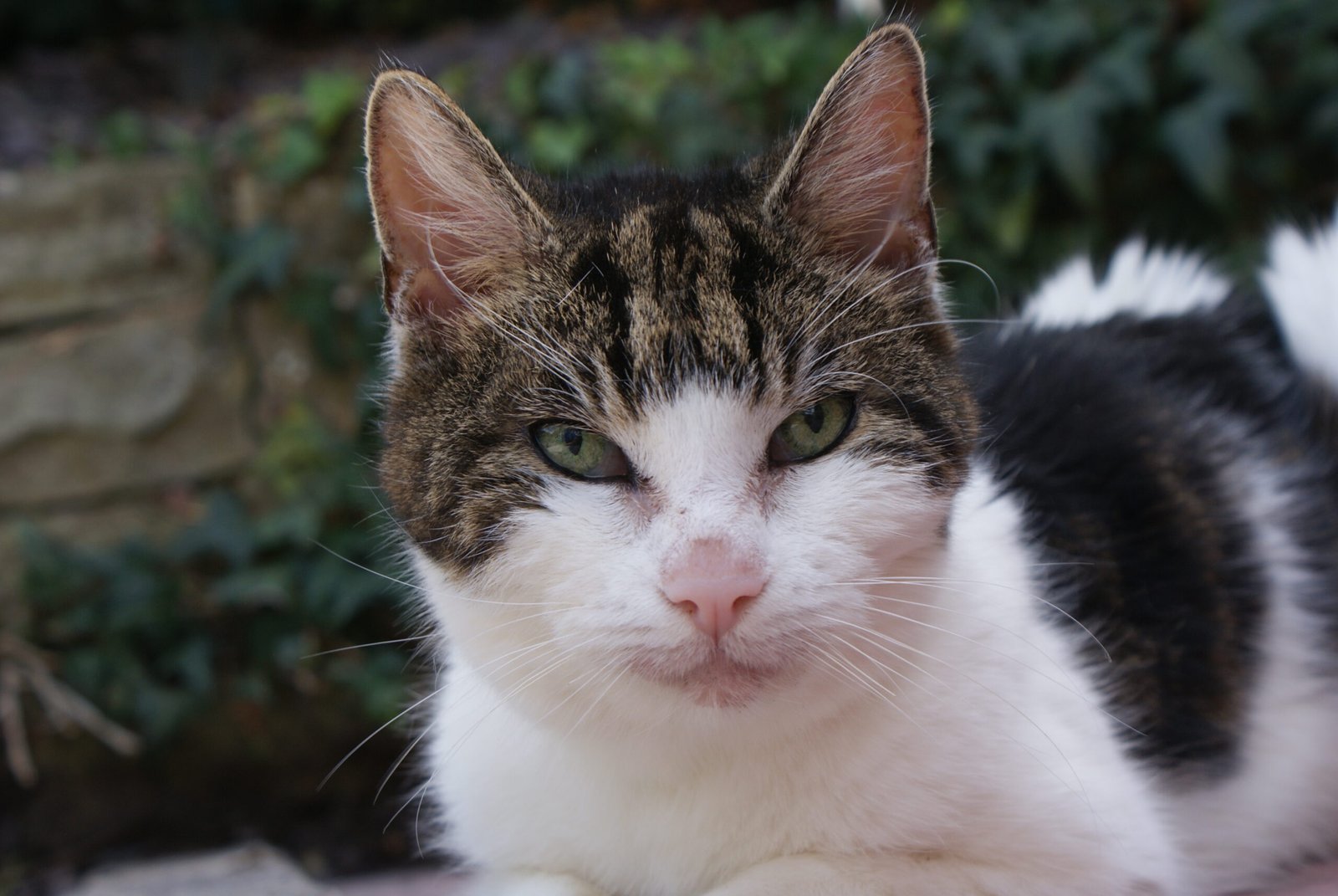 Talk to Your Cat Regularly (image credits: wikimedia)