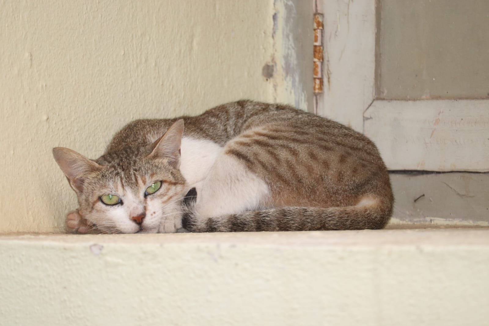 Never Stop Learning About Your Cat (image credits: wikimedia)