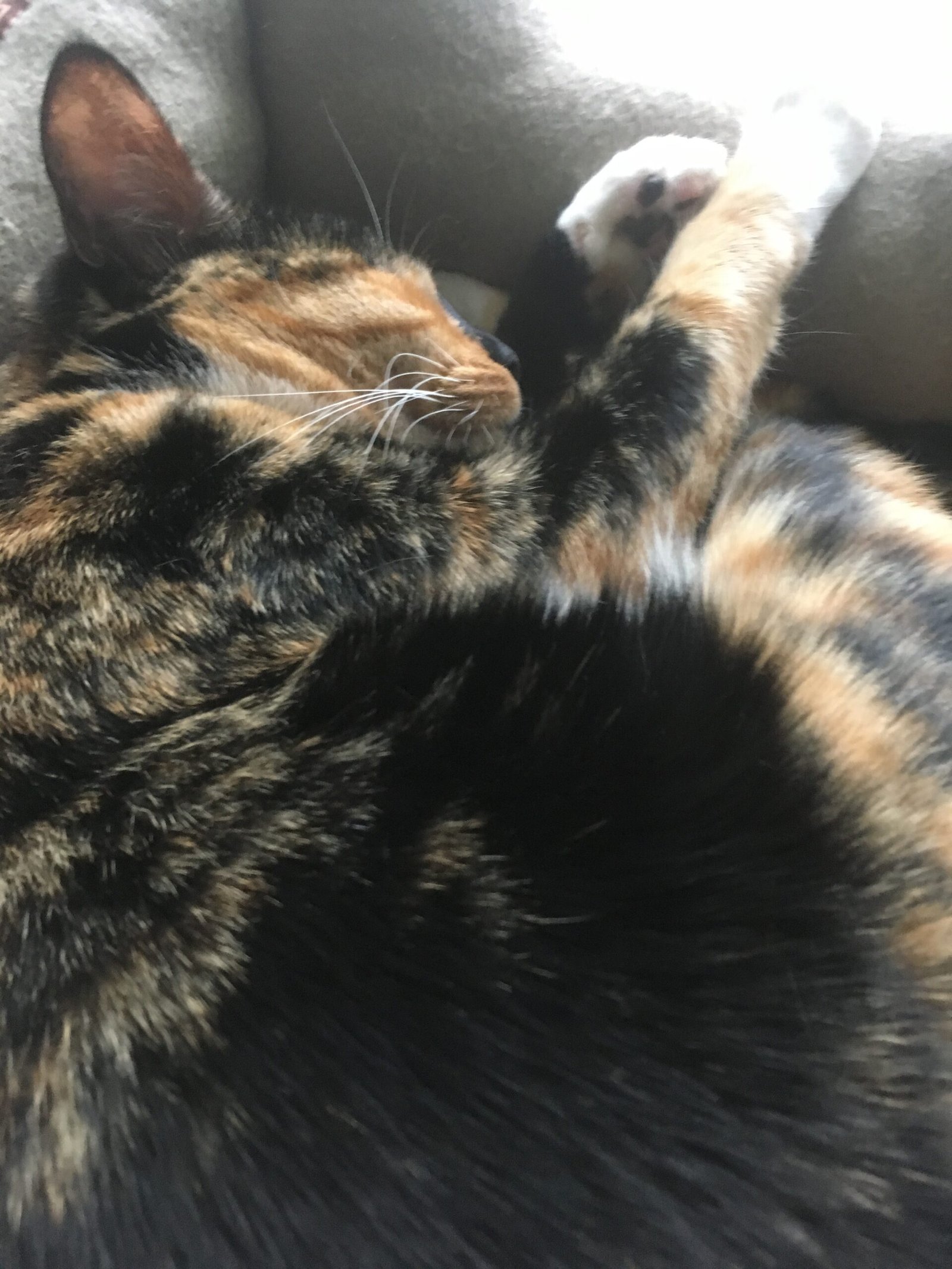 Cats Sleep More Than Kids (And Let You Sleep, Too!) (image credits: wikimedia)