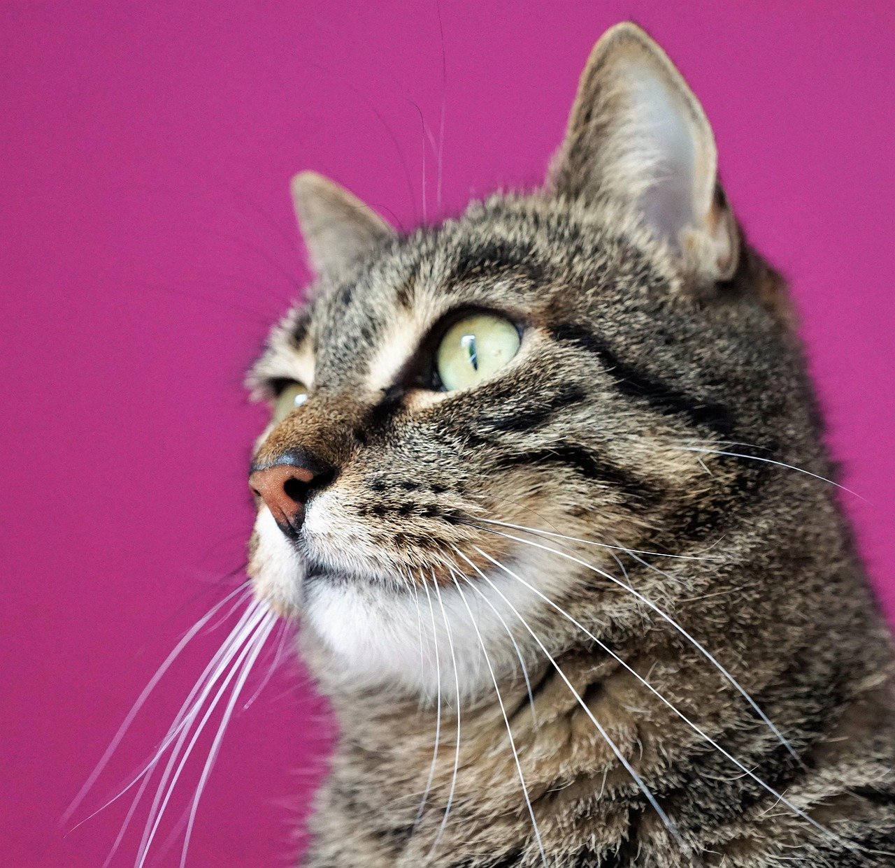 Minimizing Environmental Stressors (image credits: pixabay)