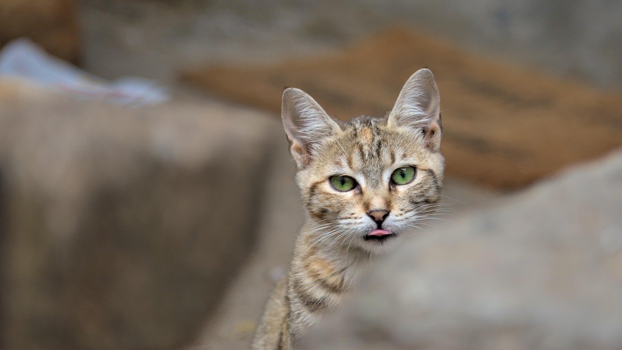 When Your Cat Shows Its Belly (image credits: pixabay)