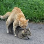 Feel Emotionally Heard