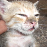 Why Cats Appreciate Presence Over Praise