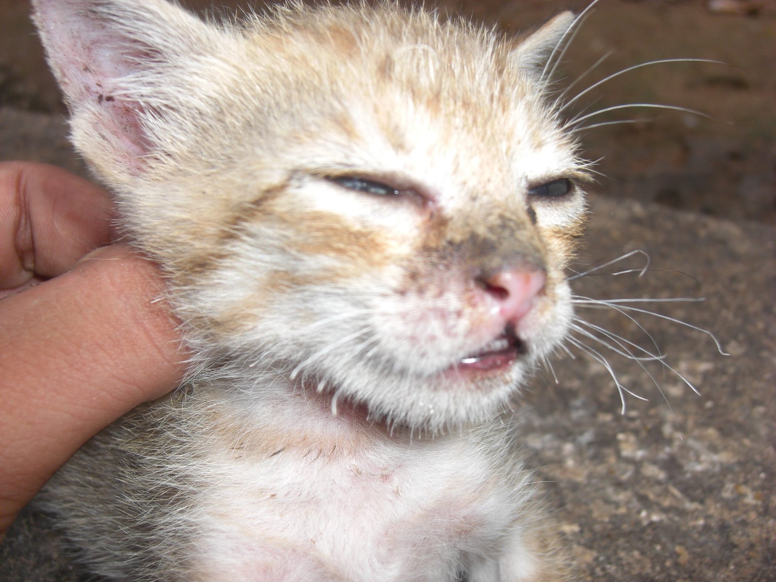 Why Cats Appreciate Presence Over Praise