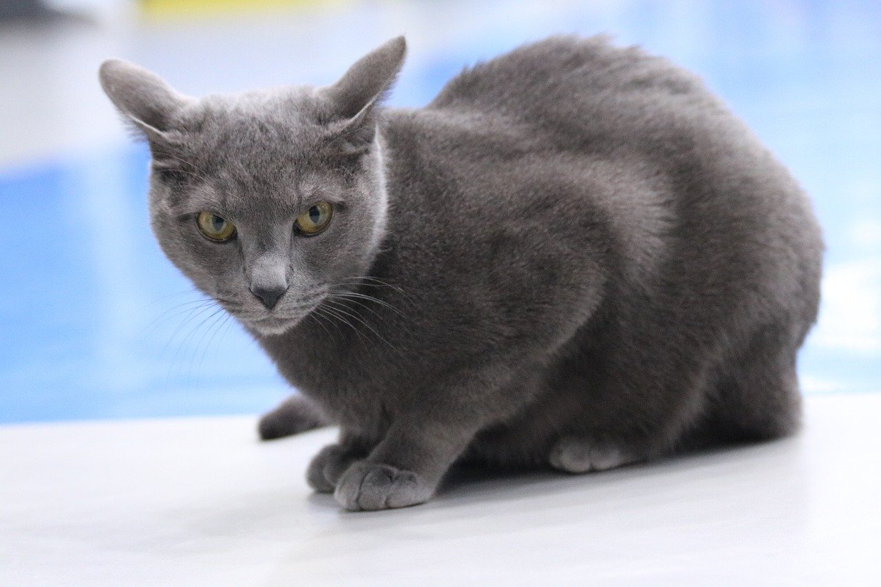Russian Blue: The Shy Charmer (image credits: pixabay)