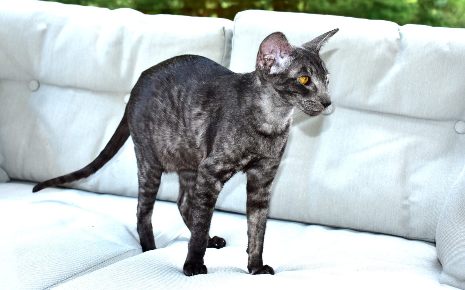 Oriental Shorthair: The Expressive Individualist (image credits: wikimedia)