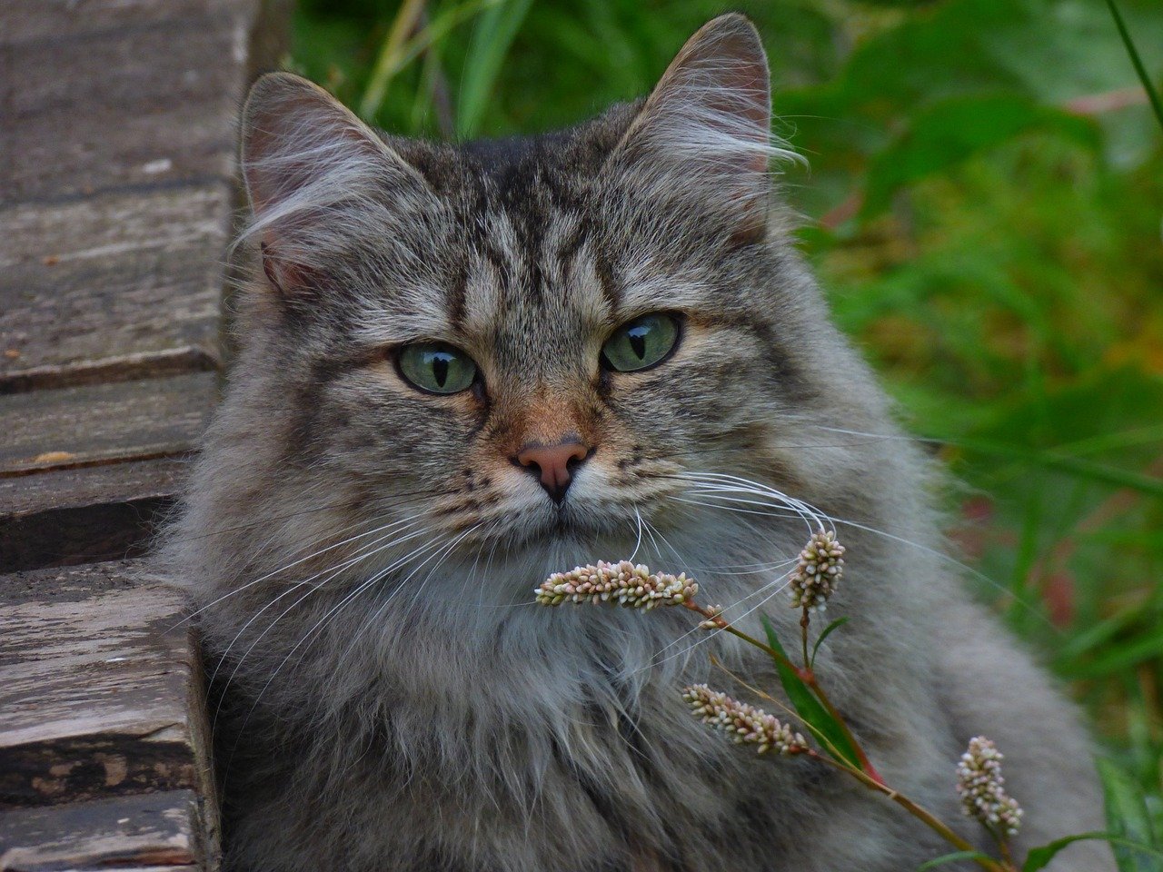 Norwegian Forest Cat: The Watchful Guardian (image credits: pixabay)