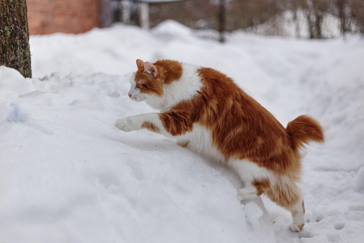 Japanese Bobtail: The Joyful Spirit (image credits: pixabay)