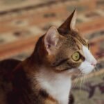 Close-up of a cute tabby cat with striking green eyes sitting on a vibrant patterned carpet.