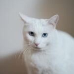 Close-up of a white cat with blue eyes, showing its elegant features and calm demeanor.