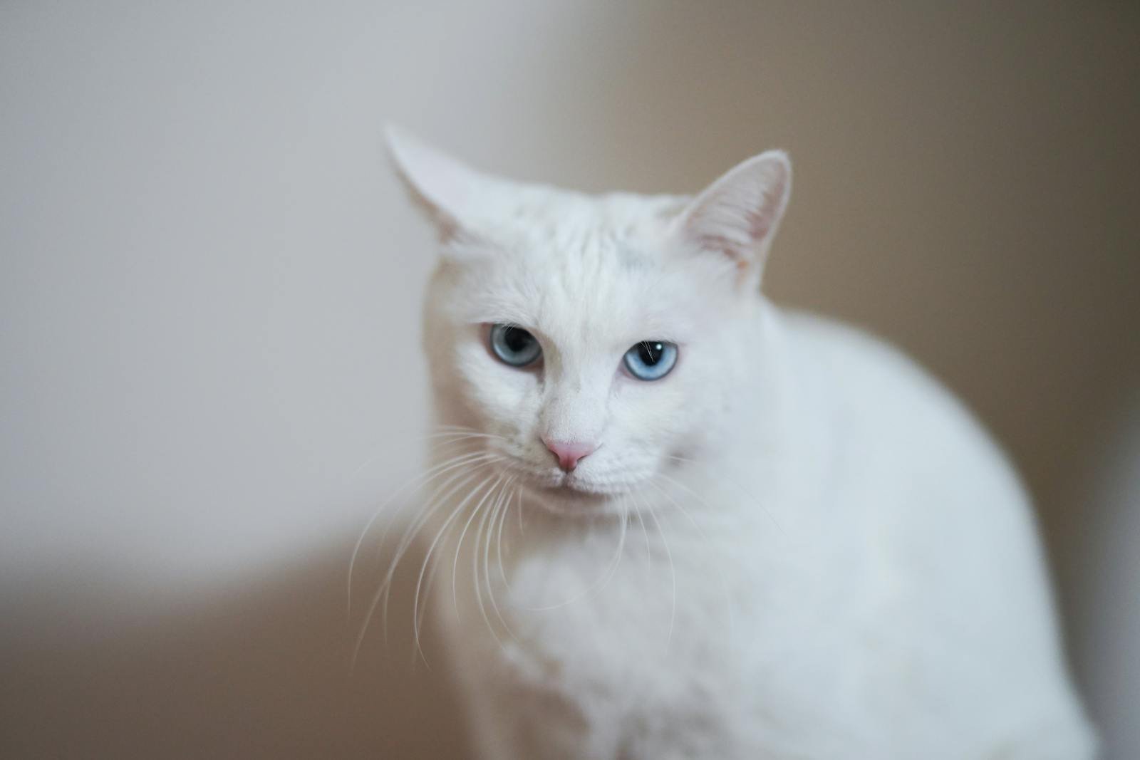 Close-up of a white cat with blue eyes, showing its elegant features and calm demeanor.