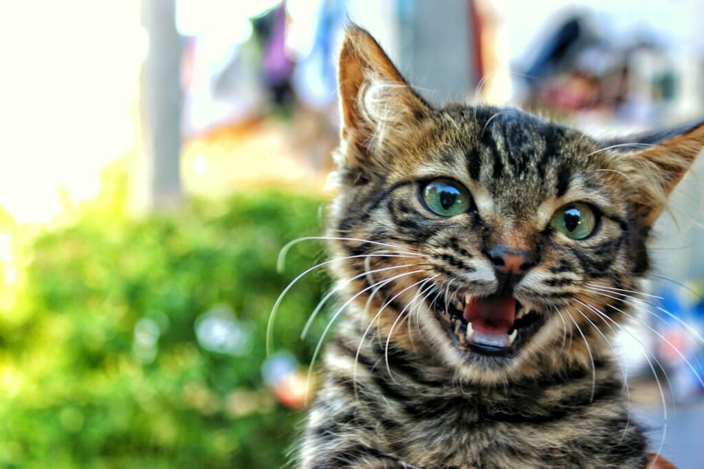 Adorable close-up of a vocal tabby cat with bright eyes, surrounded by a blurred outdoor background.