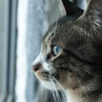 Profile close-up of a domestic cat looking out the window, showcasing its serene and focused gaze.