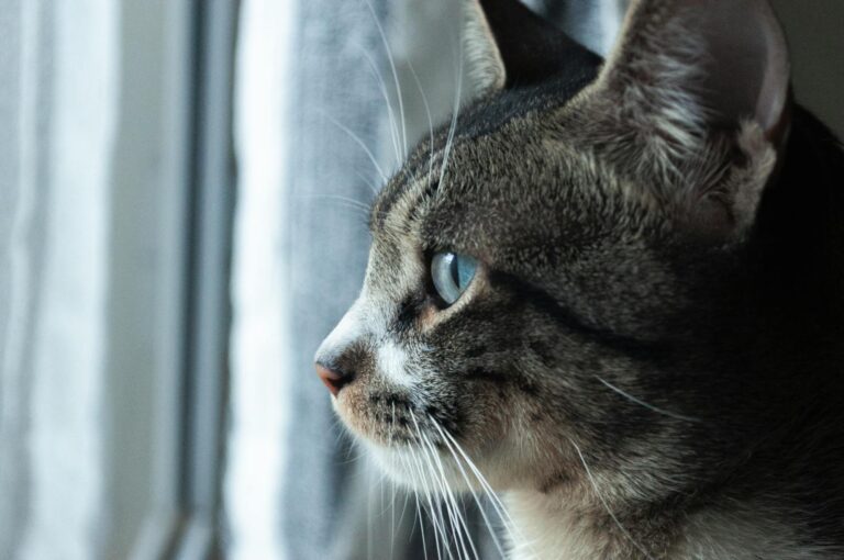 Profile close-up of a domestic cat looking out the window, showcasing its serene and focused gaze.