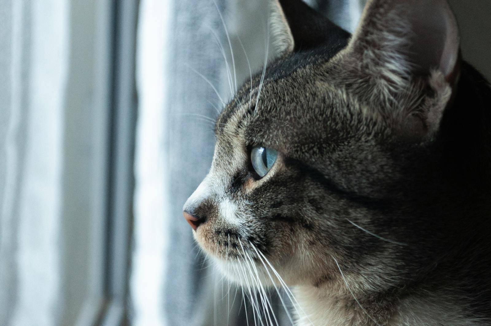 Profile close-up of a domestic cat looking out the window, showcasing its serene and focused gaze.