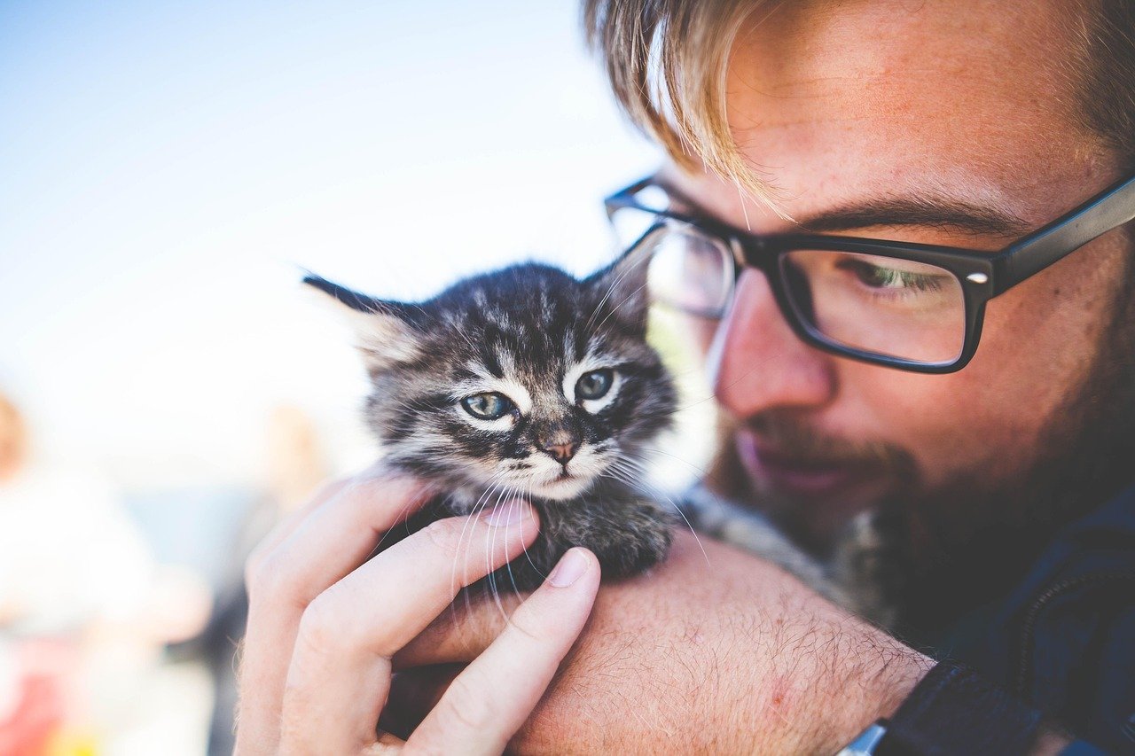 man, kitten, pet, owner, kitty, tabby, cat, gray tabby, tabby cat, adorable, animal, cute, feline, caring, hands, holding, portrait, man, kitten, kitten, kitten, kitten, kitten, kitty, cat, nature, cat, cat, caring, caring, caring