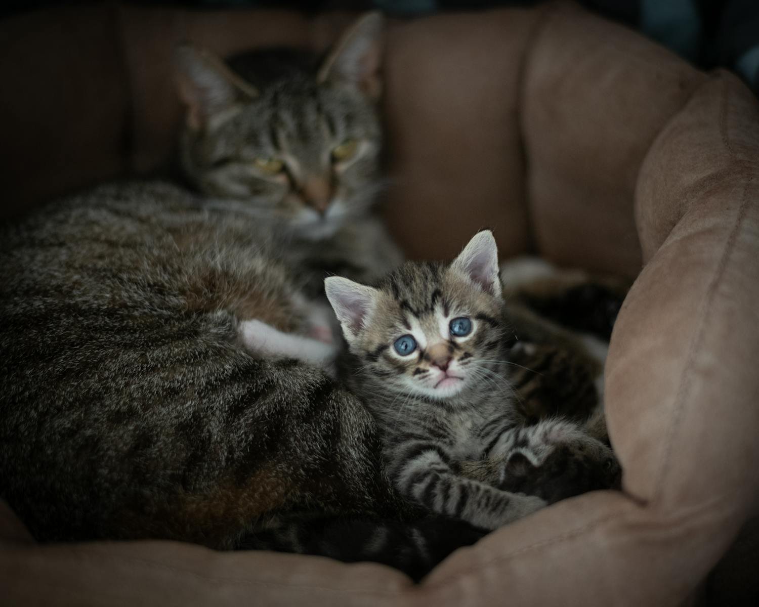 Cute tabby cat and kitten cuddling in a pet bed, conveying warmth and affection.