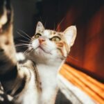 Close-up of a tabby cat curiously reaching out in a sunlit indoor setting.