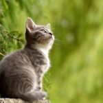 cat, young animal, kitten, gray cat, gray kitten, feline, pet, curious, animal, mammal, animal world, portrait, cat portrait, cat, cat, cat, nature, cat, cat