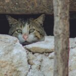 A tabby cat peeks through rustic rocks in Aaqrabâte, Syria, creating a mysterious vibe.