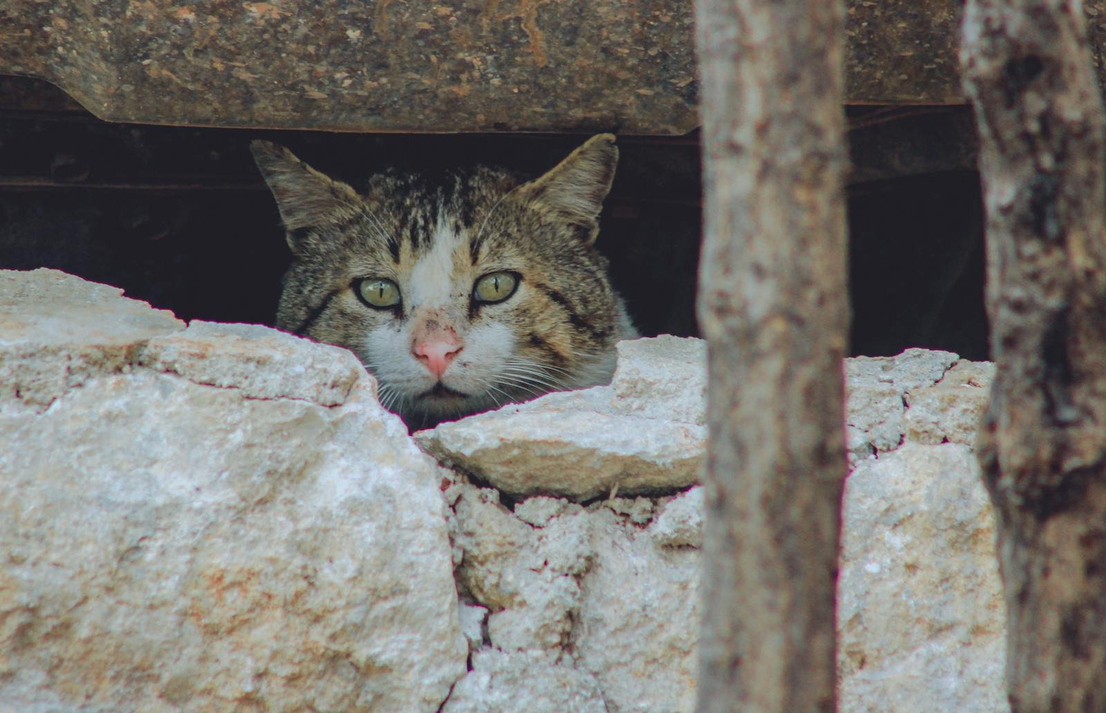 A tabby cat peeks through rustic rocks in Aaqrabâte, Syria, creating a mysterious vibe.