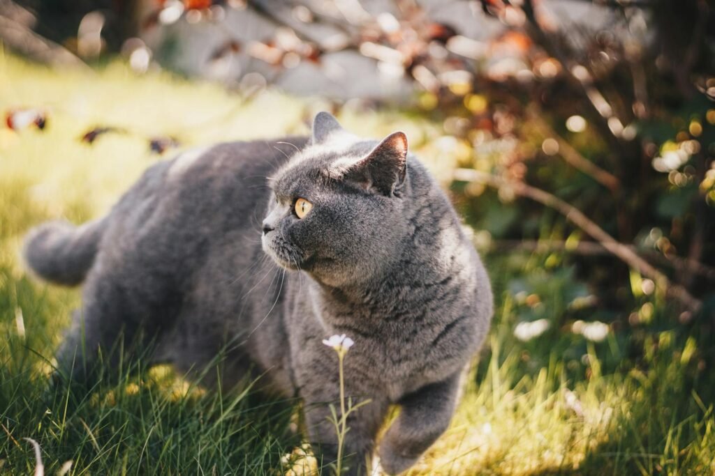 Cute British Shorthair cat enjoying a sunny day outdoors in a lush garden setting.