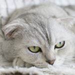 cat, animal, pet, kitty, scottish fold, kitten, domestic, feline, cute, nature, portrait, fluffy, adorable, face, whisker, furry, white, gray cat, gray animals, gray portrait, gray pets, cat, cat, cat, cat, cat, scottish fold, kitten