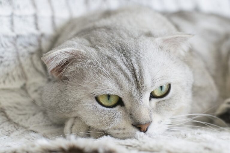 cat, animal, pet, kitty, scottish fold, kitten, domestic, feline, cute, nature, portrait, fluffy, adorable, face, whisker, furry, white, gray cat, gray animals, gray portrait, gray pets, cat, cat, cat, cat, cat, scottish fold, kitten