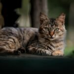 A serene domestic cat with striking eyes lounges outdoors, showcasing its markings.