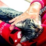 An elderly woman lovingly holding a relaxed tabby cat on her lap indoors.