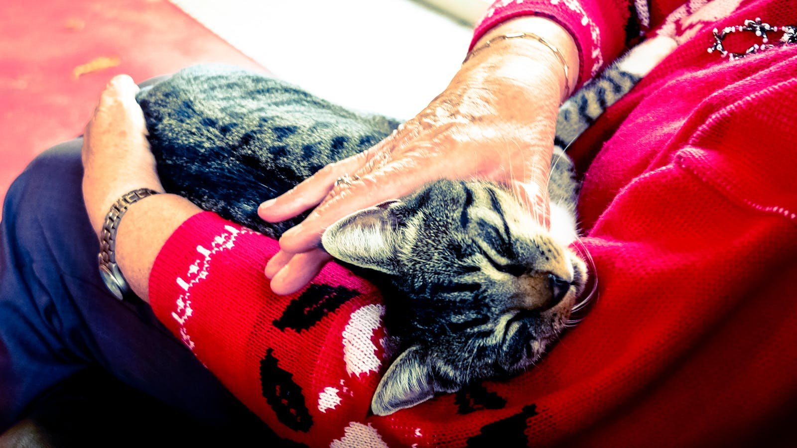 An elderly woman lovingly holding a relaxed tabby cat on her lap indoors.