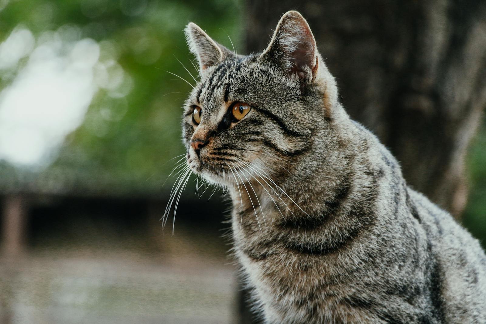 Close-up of a tabby cat outdoors, showcasing its vibrant fur and alert demeanor.