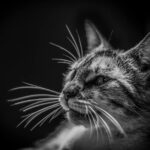 Close-up black and white portrait of a tabby cat with detailed whiskers and expressive eyes.