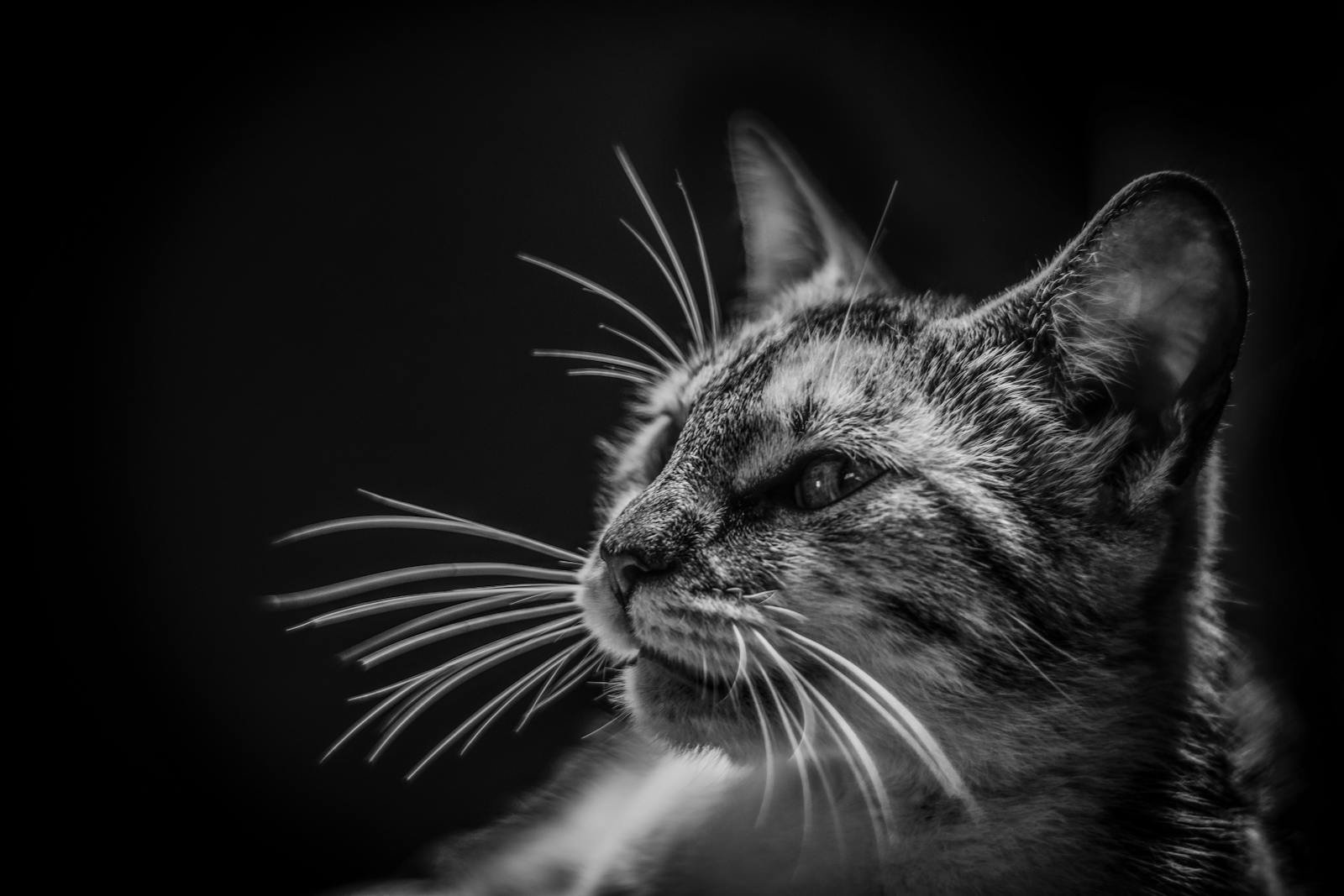 Close-up black and white portrait of a tabby cat with detailed whiskers and expressive eyes.