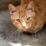 A detailed photo of a ginger cat with striking yellow eyes and long whiskers looking directly at the camera.