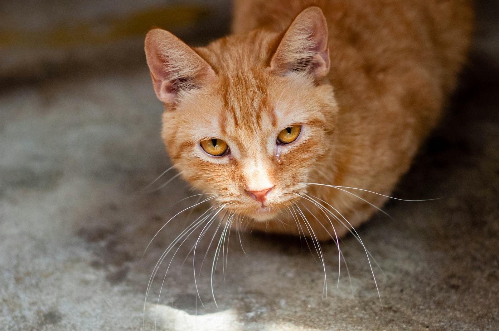 A detailed photo of a ginger cat with striking yellow eyes and long whiskers looking directly at the camera.