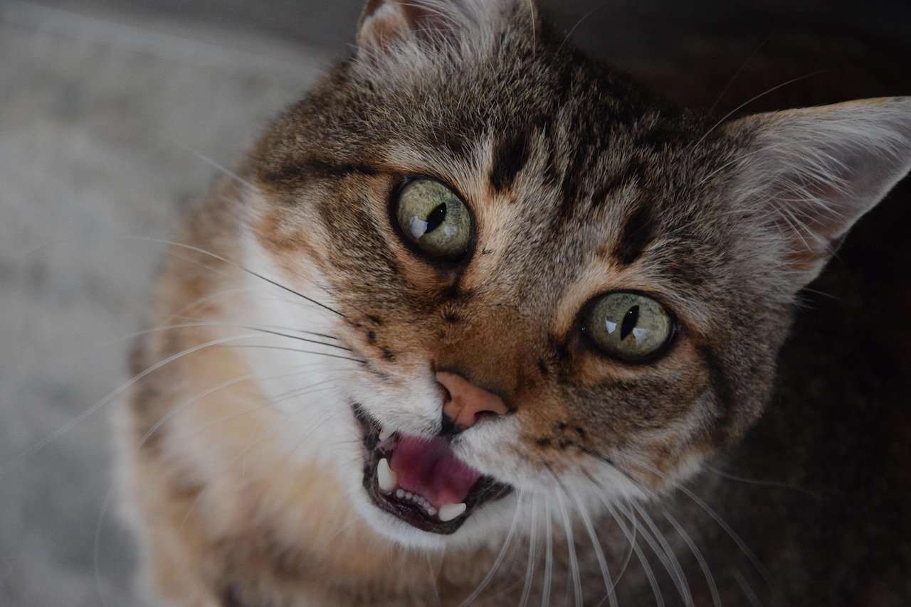 cat, domestic animal, feline, look, meows, meow, striped cat, fat cat, animal, grey cat, alley cat, mouth, croc, meow, meow, meow, meow, meow, pet, fat cat