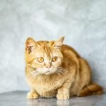 Adorable red tabby cat with expressive eyes sitting indoors against a gray background.