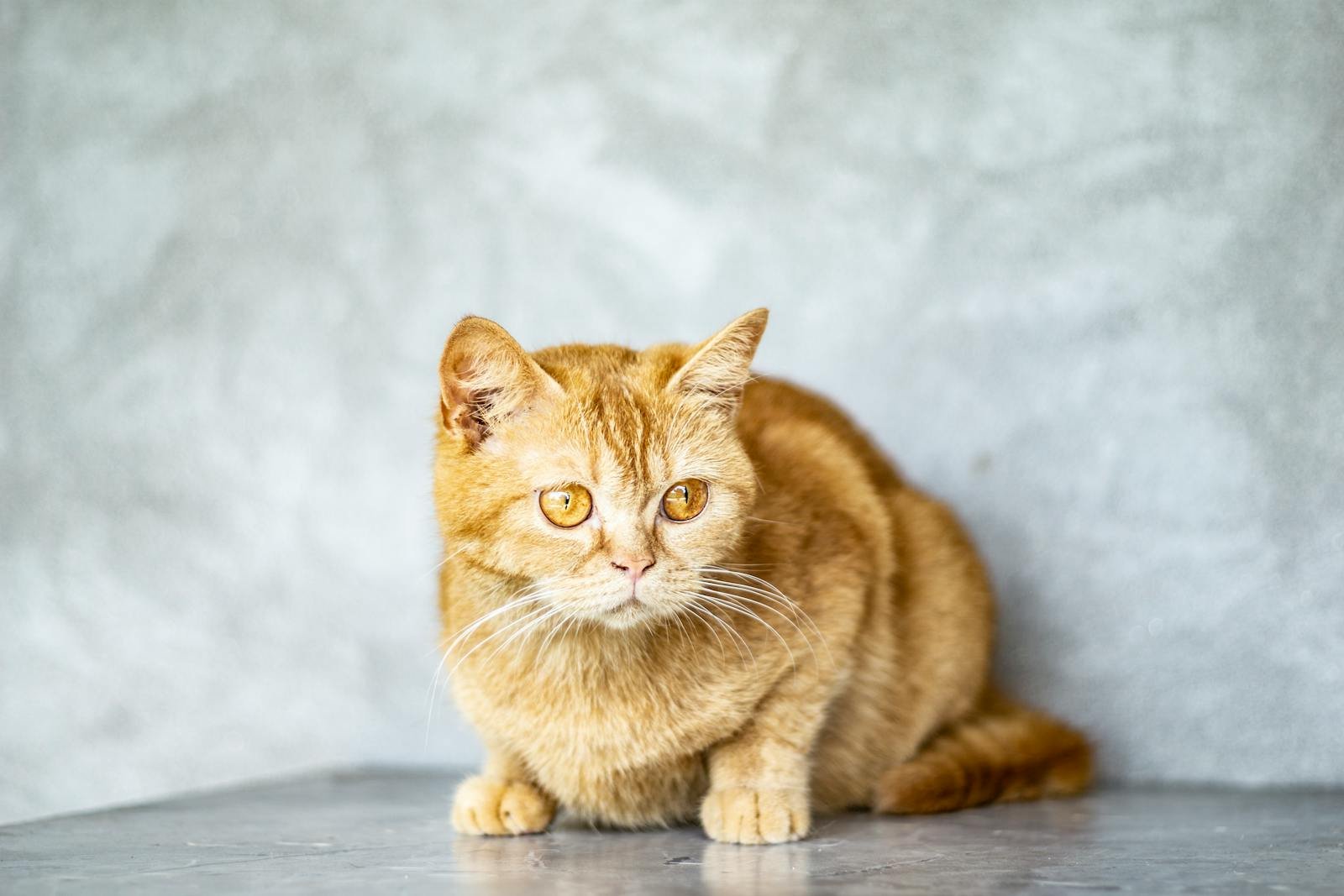 Adorable red tabby cat with expressive eyes sitting indoors against a gray background.