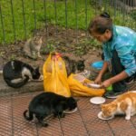 A person feeding a group of street cats in Lima, showcasing urban pet care.