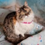 A cute fluffy cat wearing a pink necklace sits comfortably indoors on a decorated blanket.