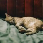 An adorable ginger cat sleeping soundly on a cozy bed, creating a warm and peaceful atmosphere.